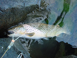 �u���E���g���E�g 