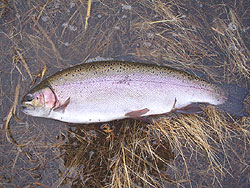 �X�[�p�[���C���{�[